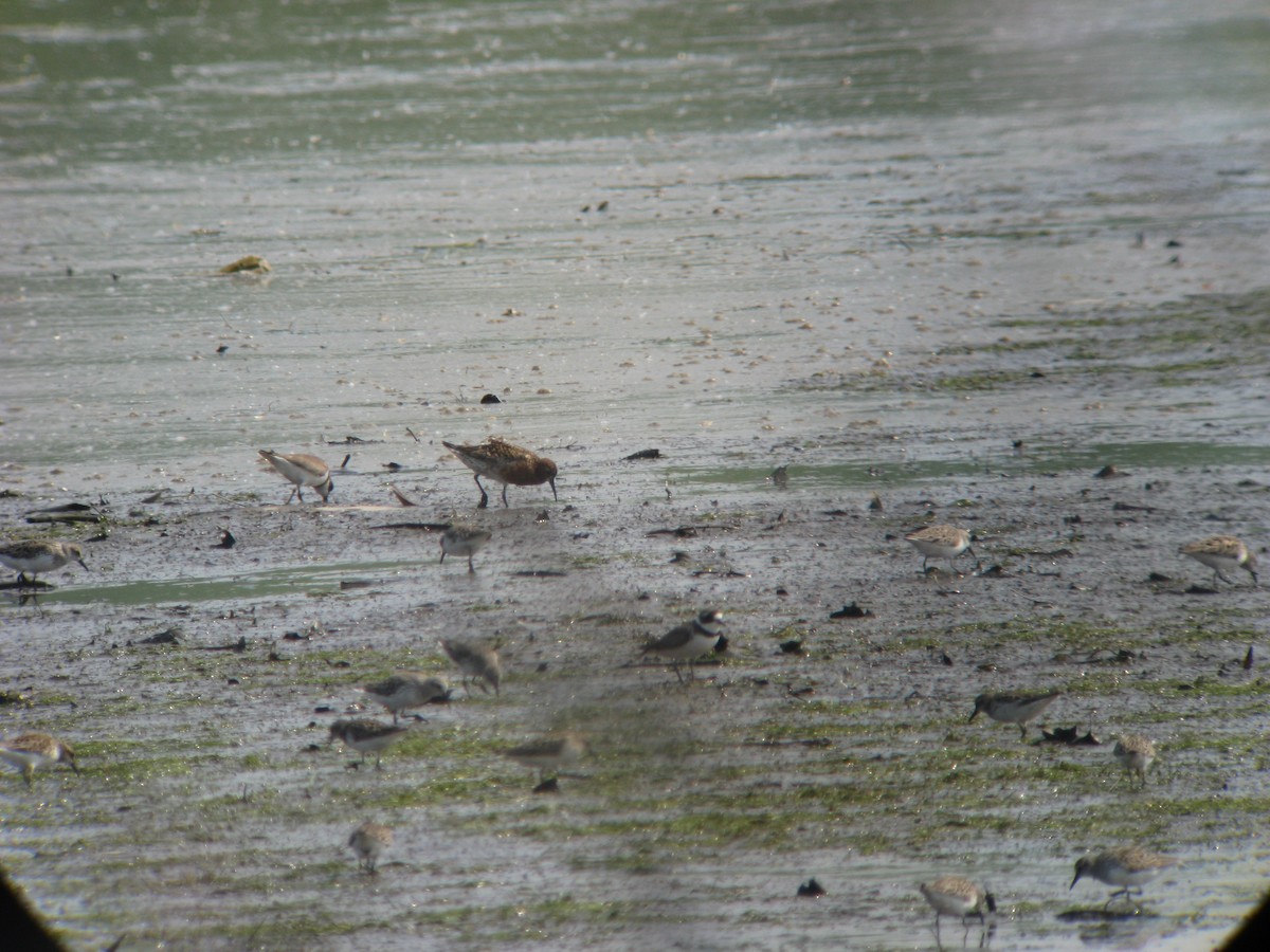 Curlew Sandpiper - ML635191589