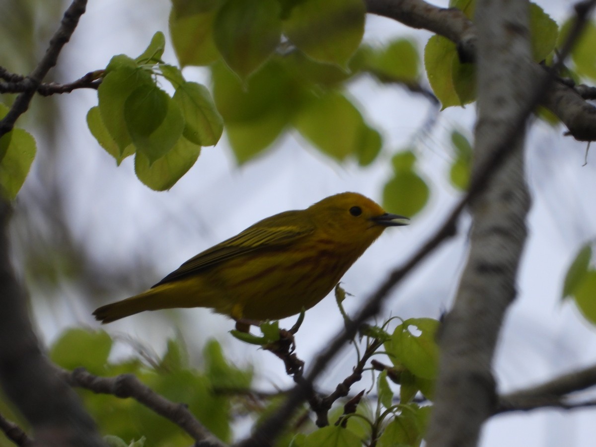 Yellow Warbler - ML635191604