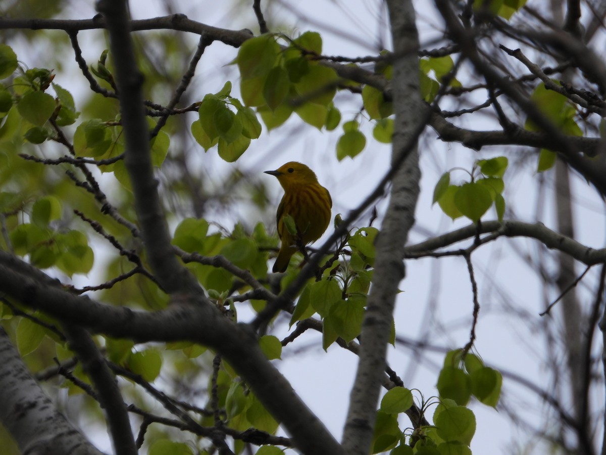 Yellow Warbler - ML635191609