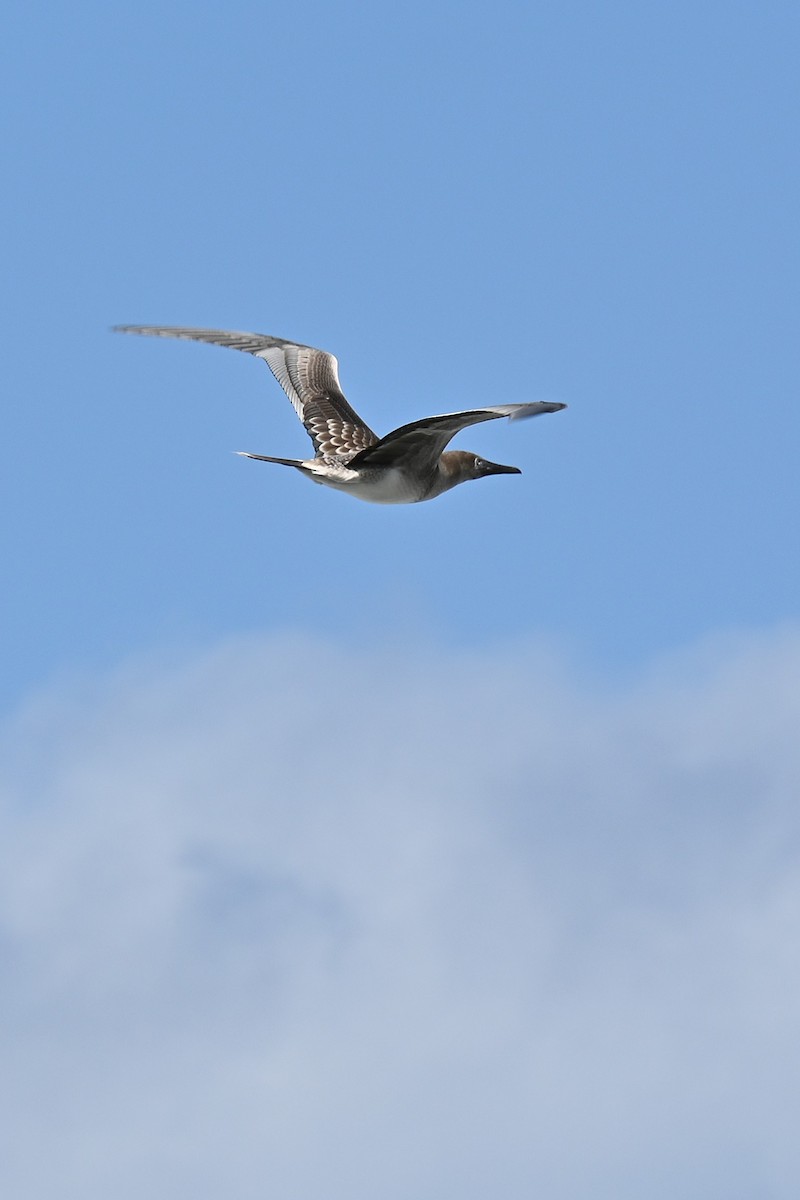 Red-footed Booby - ML635191678