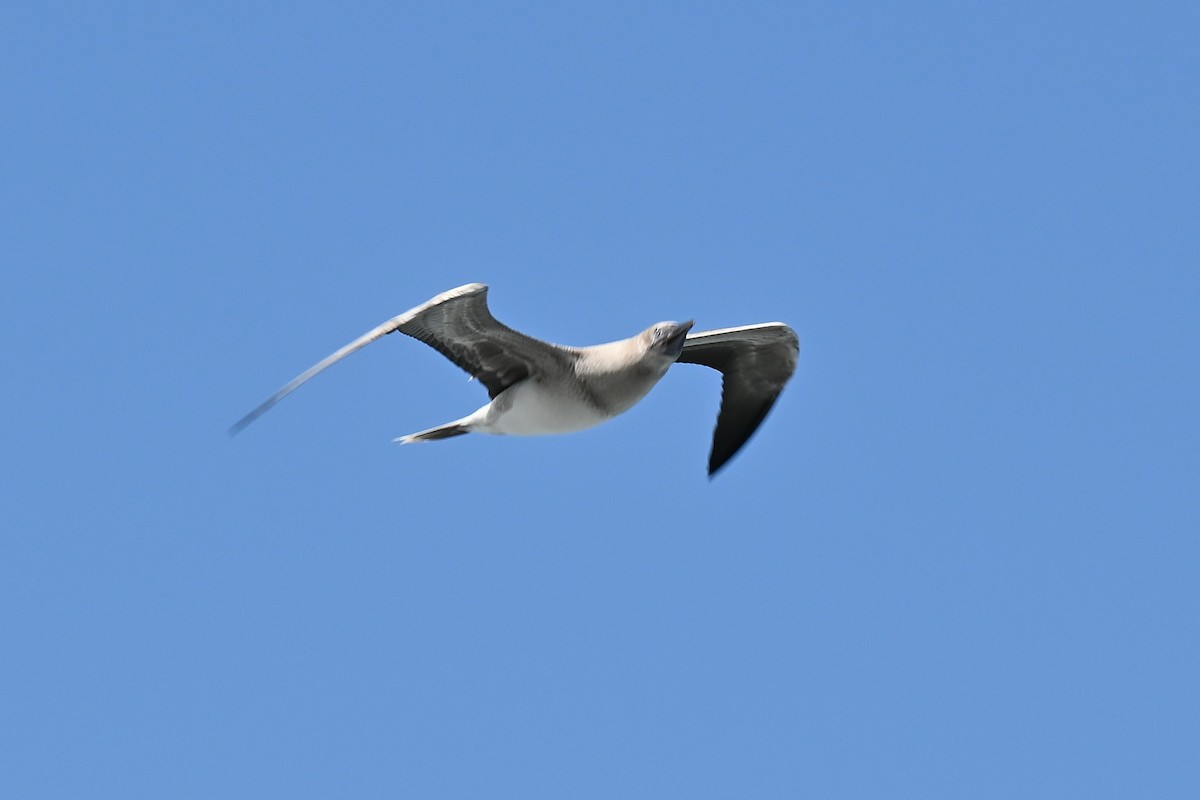 Red-footed Booby - ML635191679