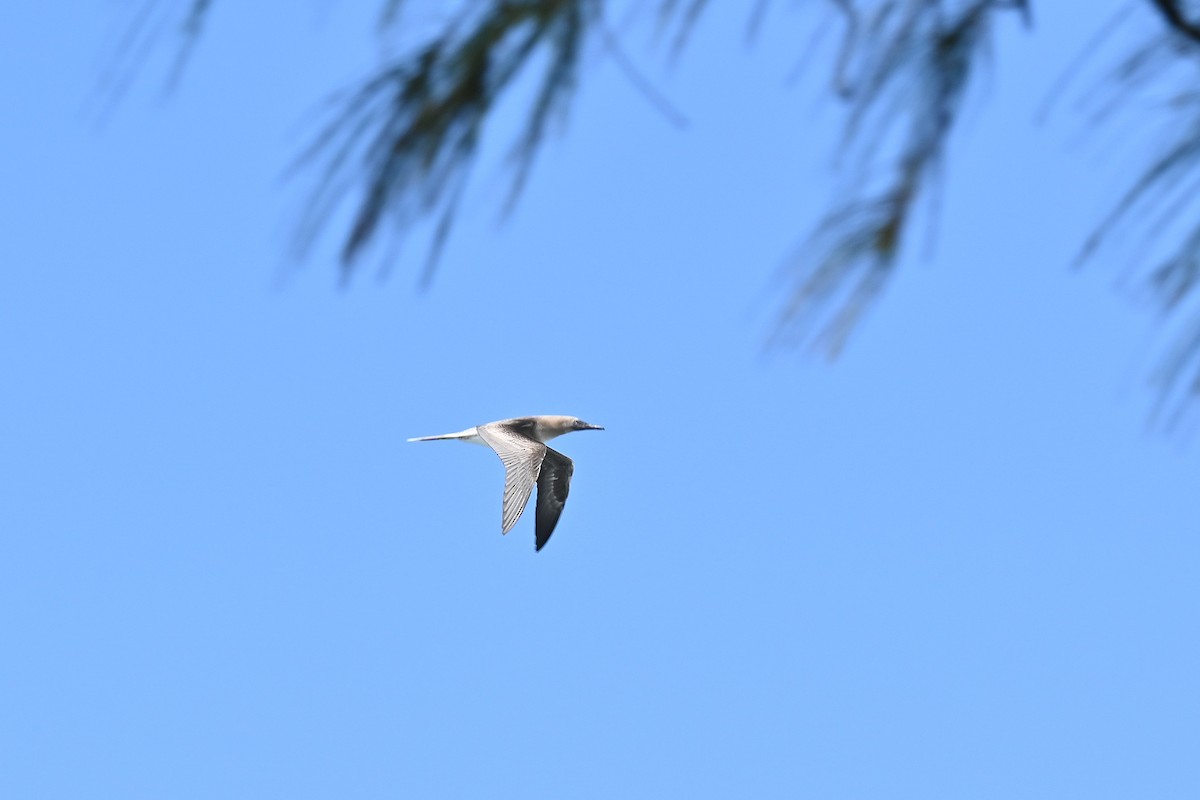 Red-footed Booby - ML635191680