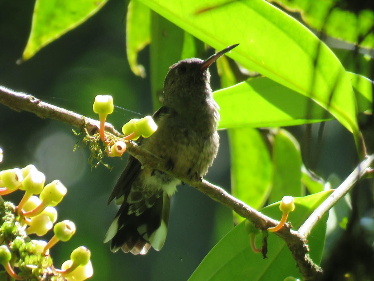 Colibri de Cuvier - ML635191755