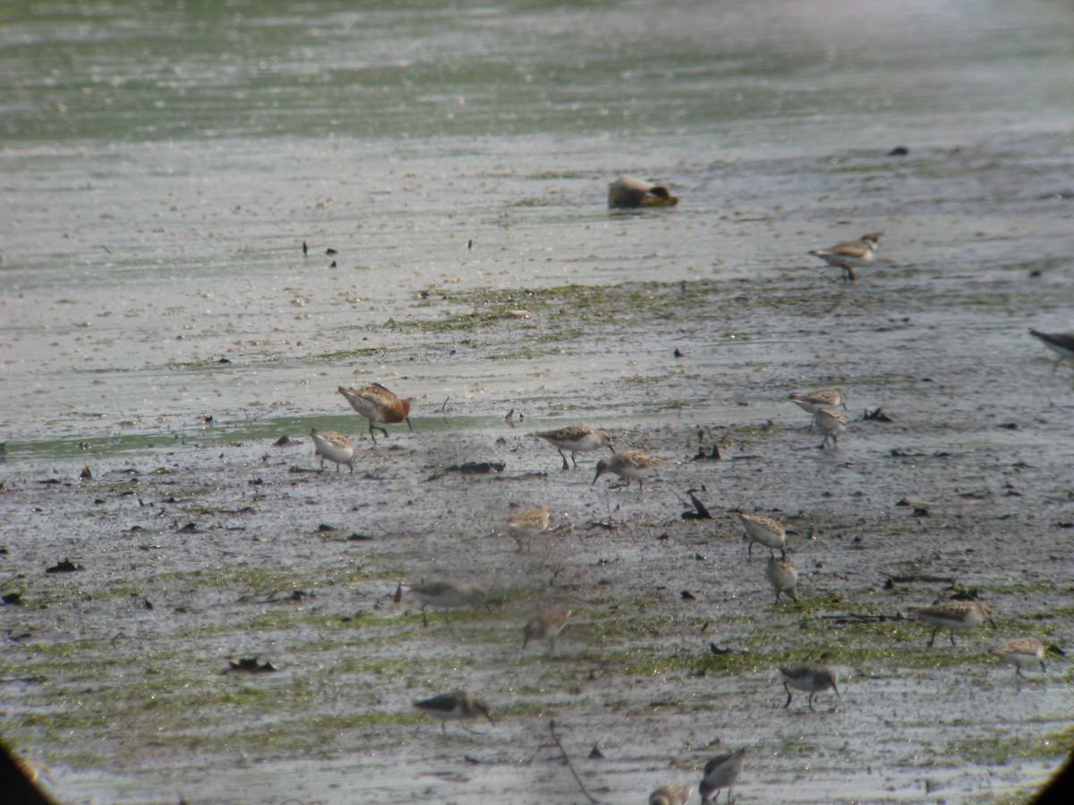 Curlew Sandpiper - ML635191796