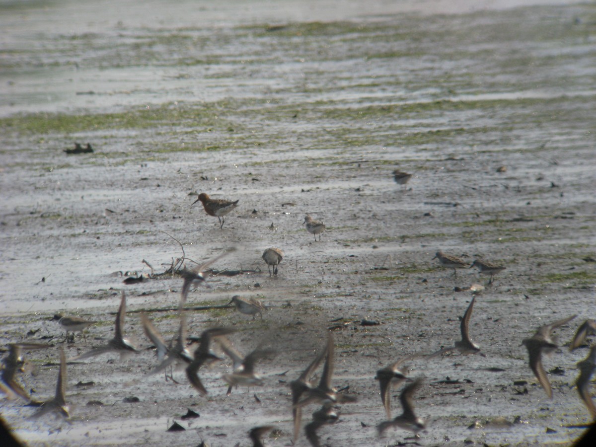 Curlew Sandpiper - ML635191839