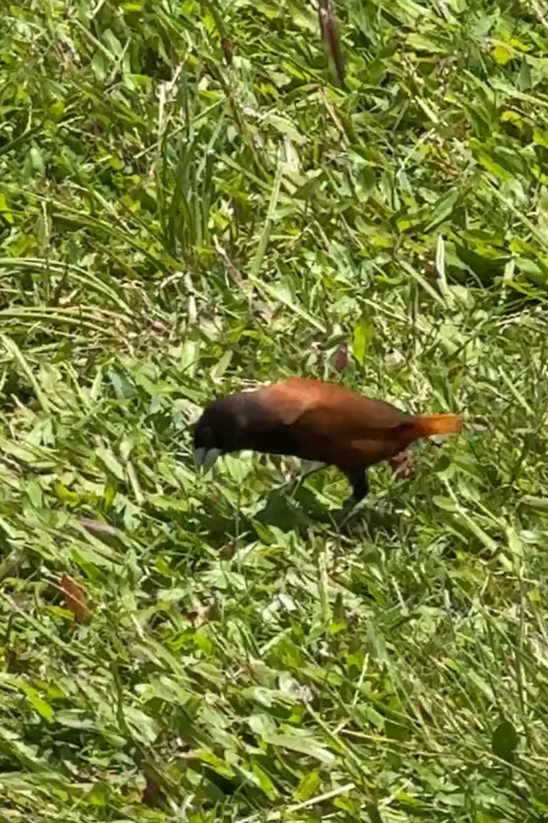 Chestnut Munia - ML635191898