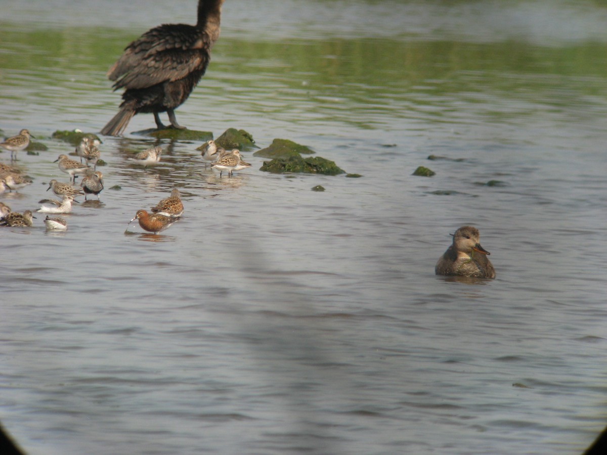 Curlew Sandpiper - ML635191908