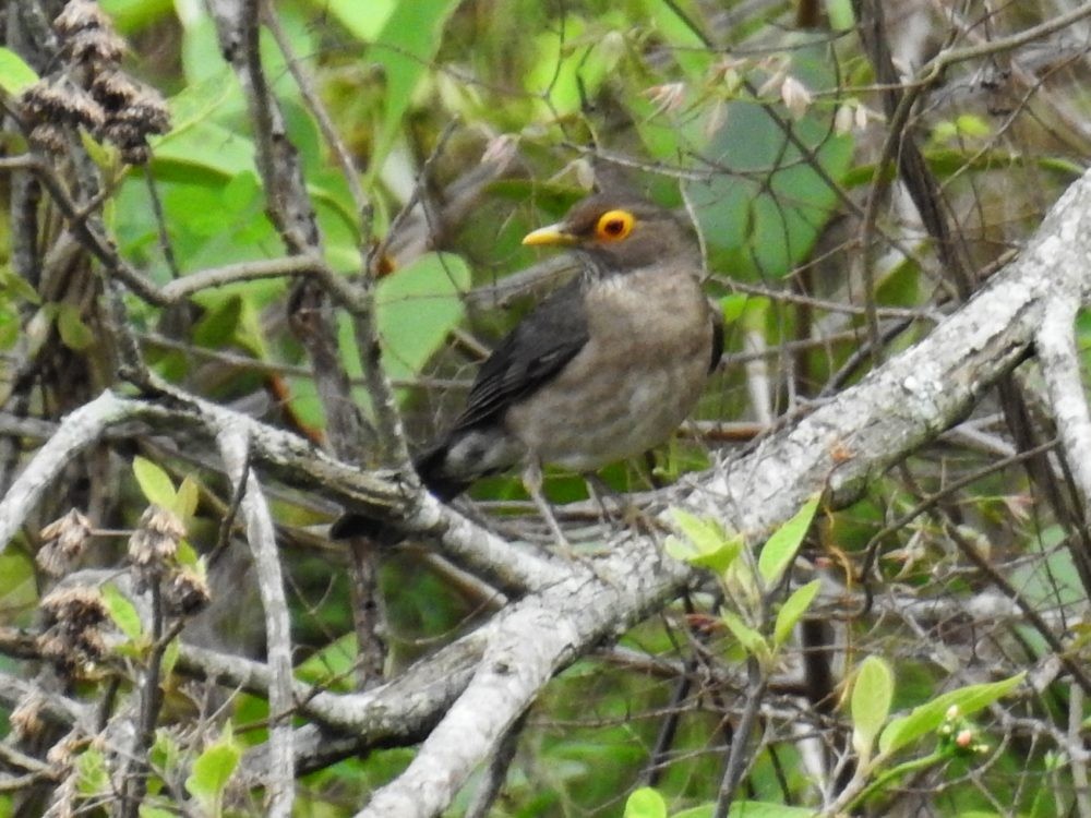 Spectacled Thrush - ML635191976