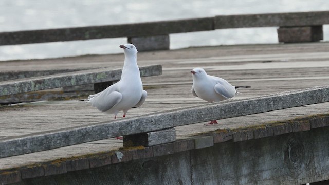 Silver Gull - ML635192123