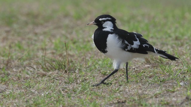 Magpie-lark - ML635192134