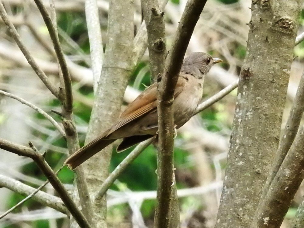 Pale-breasted Thrush - ML635192207