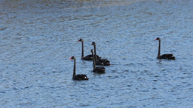 Black Swan - ML635192300