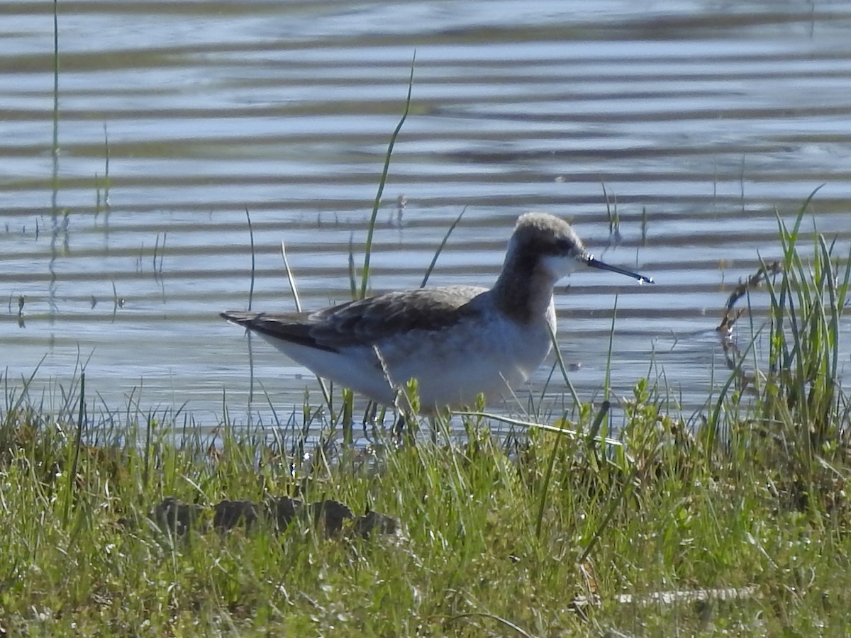 Wilson's Phalarope - ML635192323