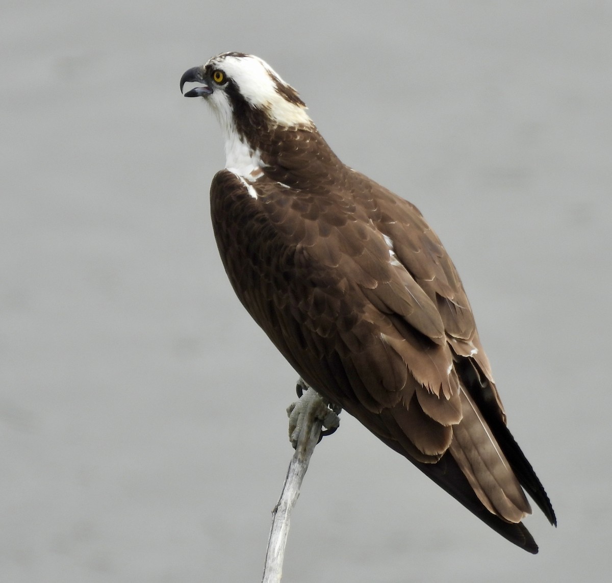 Osprey (American) - ML635192407