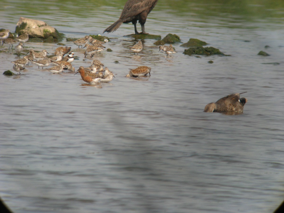 Curlew Sandpiper - ML635192453