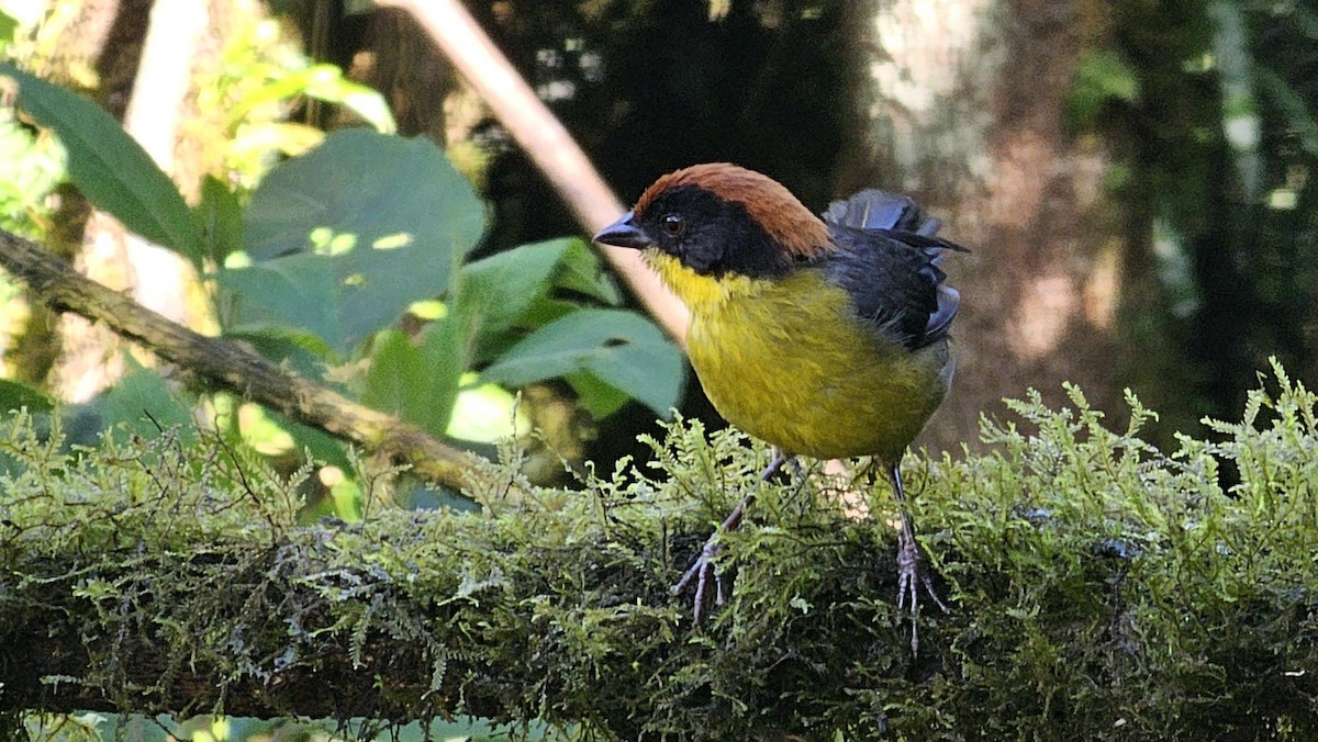 Yellow-breasted Brushfinch - ML635192525