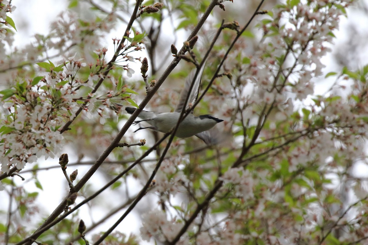 Ashy Minivet - ML635192571