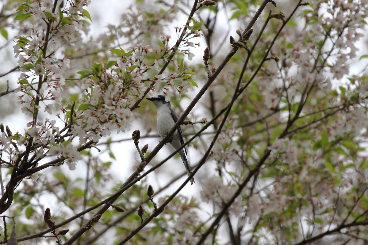 Ashy Minivet - ML635192572