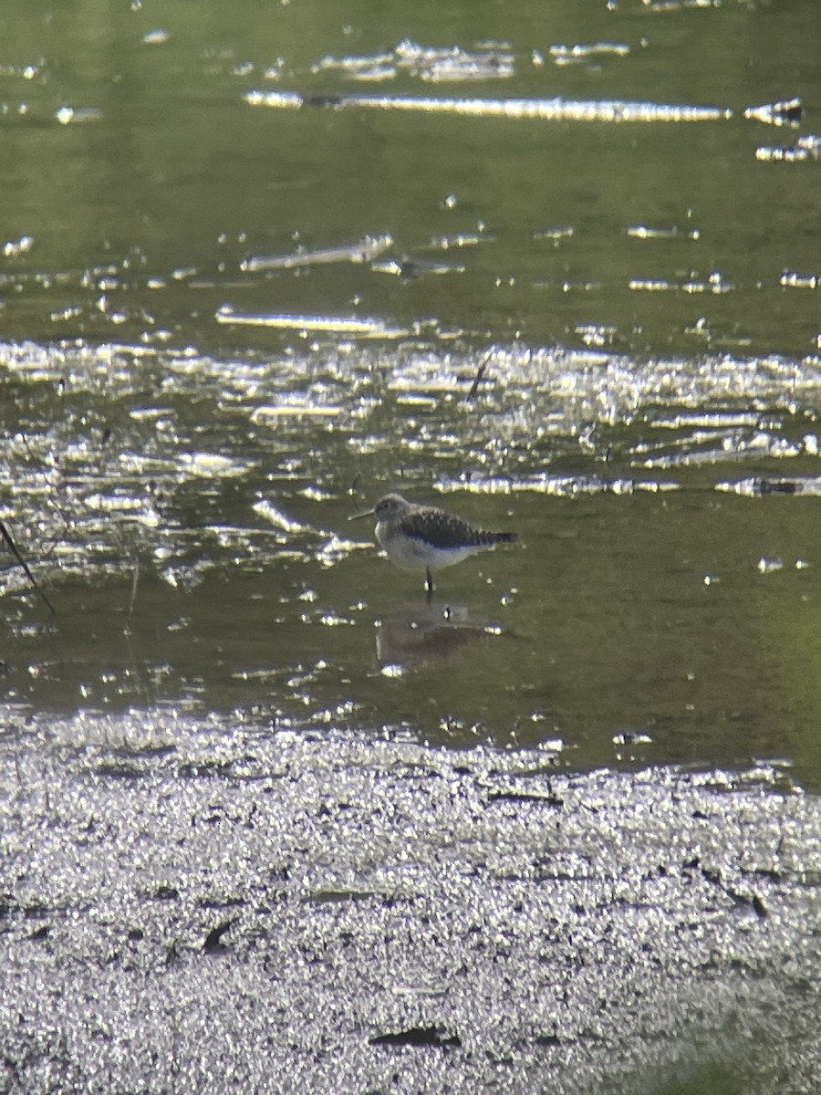 Solitary Sandpiper - ML635192582