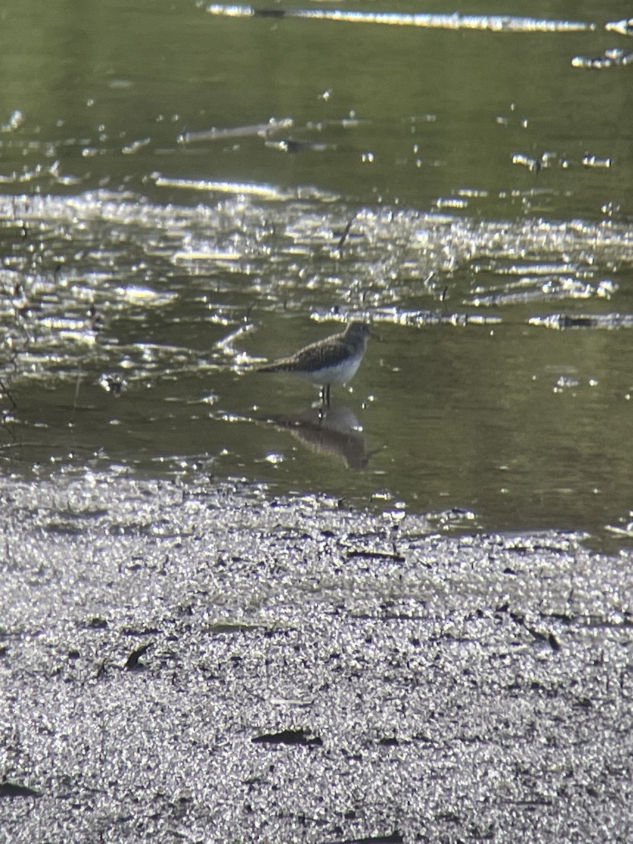 Solitary Sandpiper - ML635192583