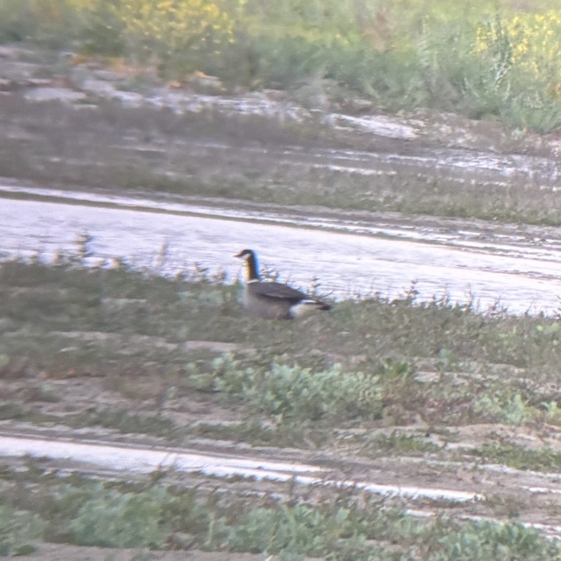 Cackling Goose (Aleutian) - ML635192615