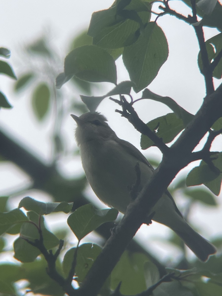Warbling Vireo - ML635192619