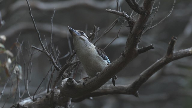 Laughing Kookaburra - ML635192694