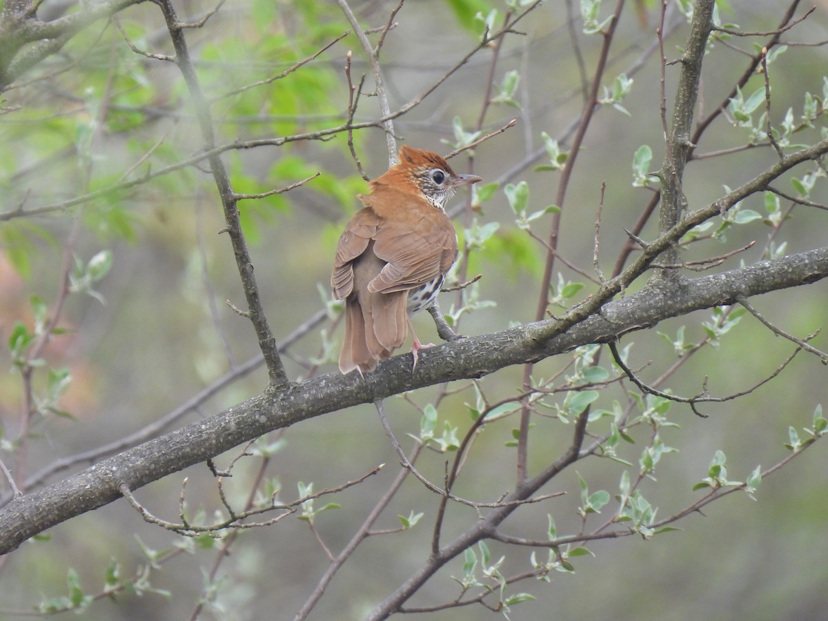 Wood Thrush - ML635192886