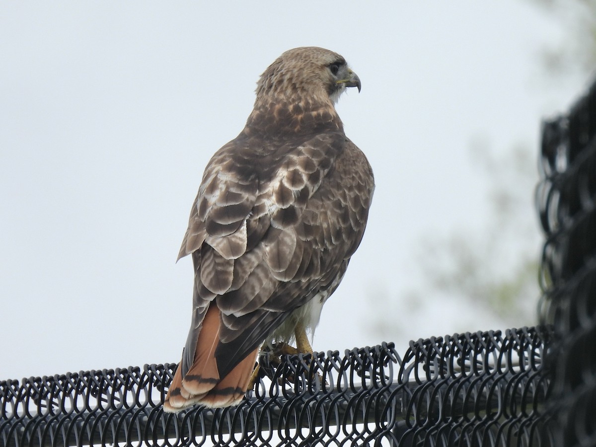 Red-tailed Hawk - ML635192919