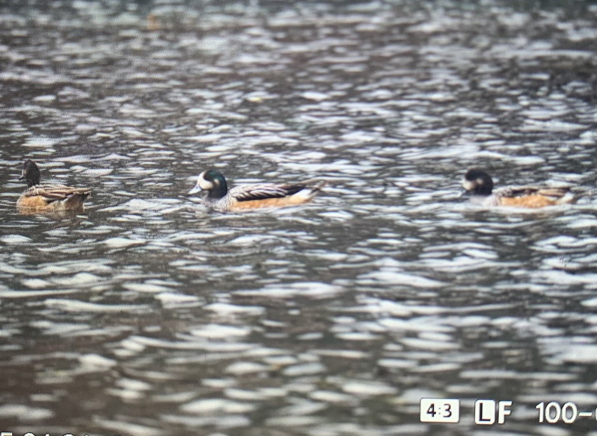 Chiloe Wigeon - ML635192967