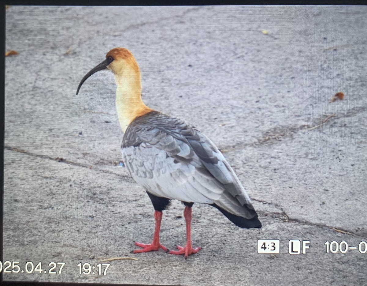 Black-faced Ibis - ML635193014
