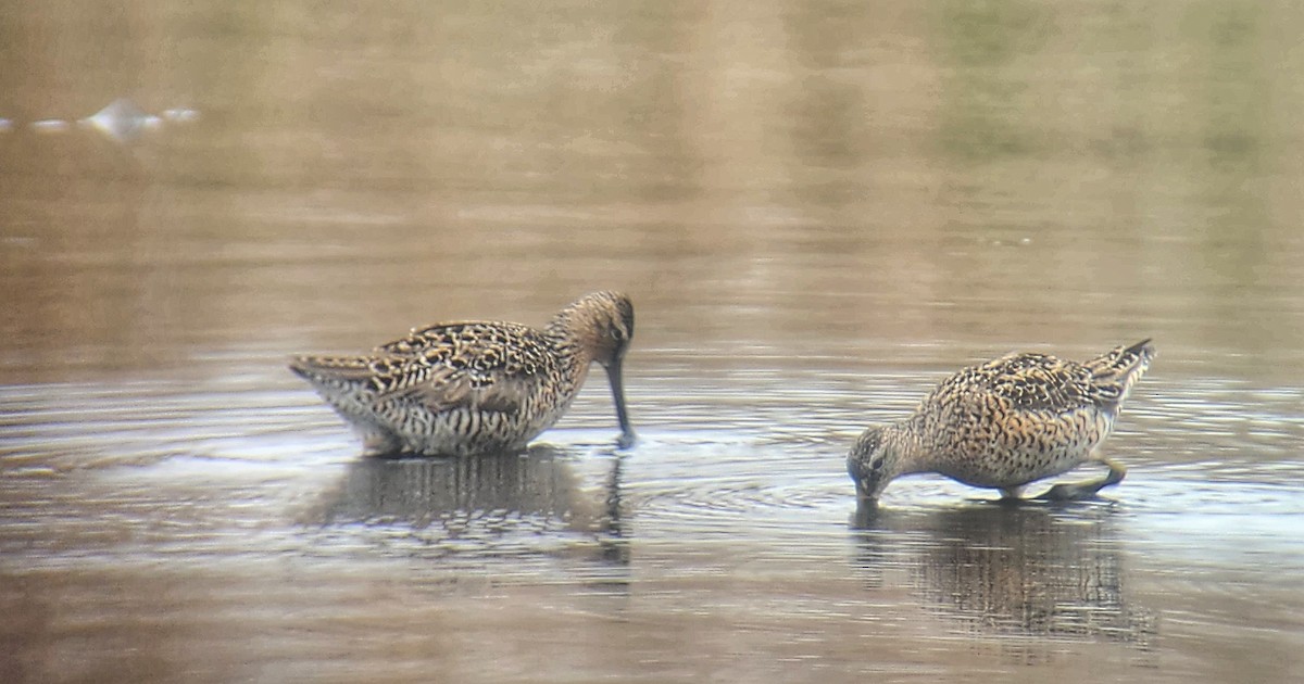 Short-billed Dowitcher - ML635193020