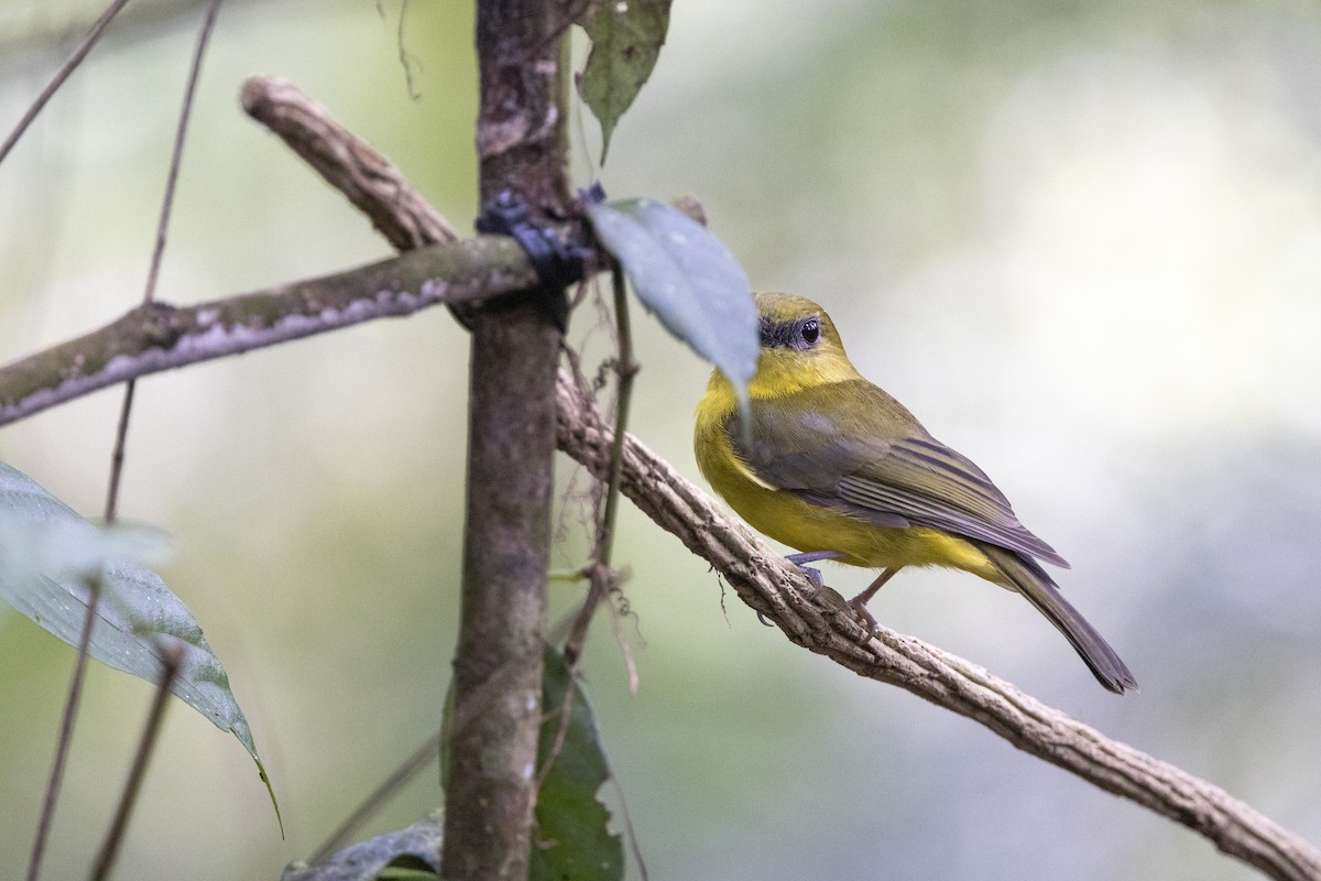 Bornean Whistler - ML635193022