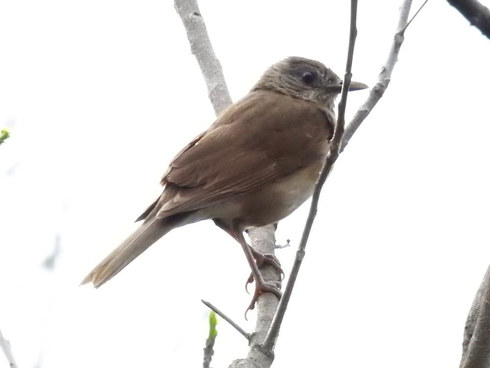 Pale-breasted Thrush - ML635193027