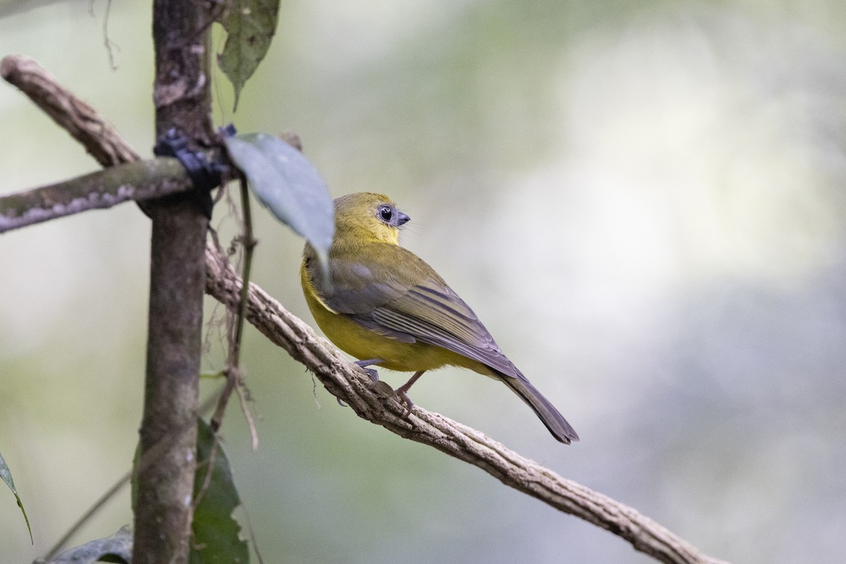 Bornean Whistler - ML635193035