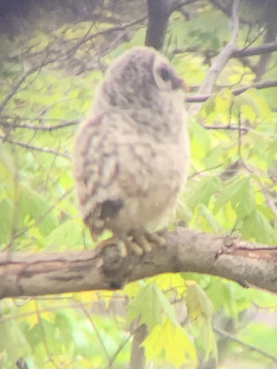Barred Owl - ML635193072