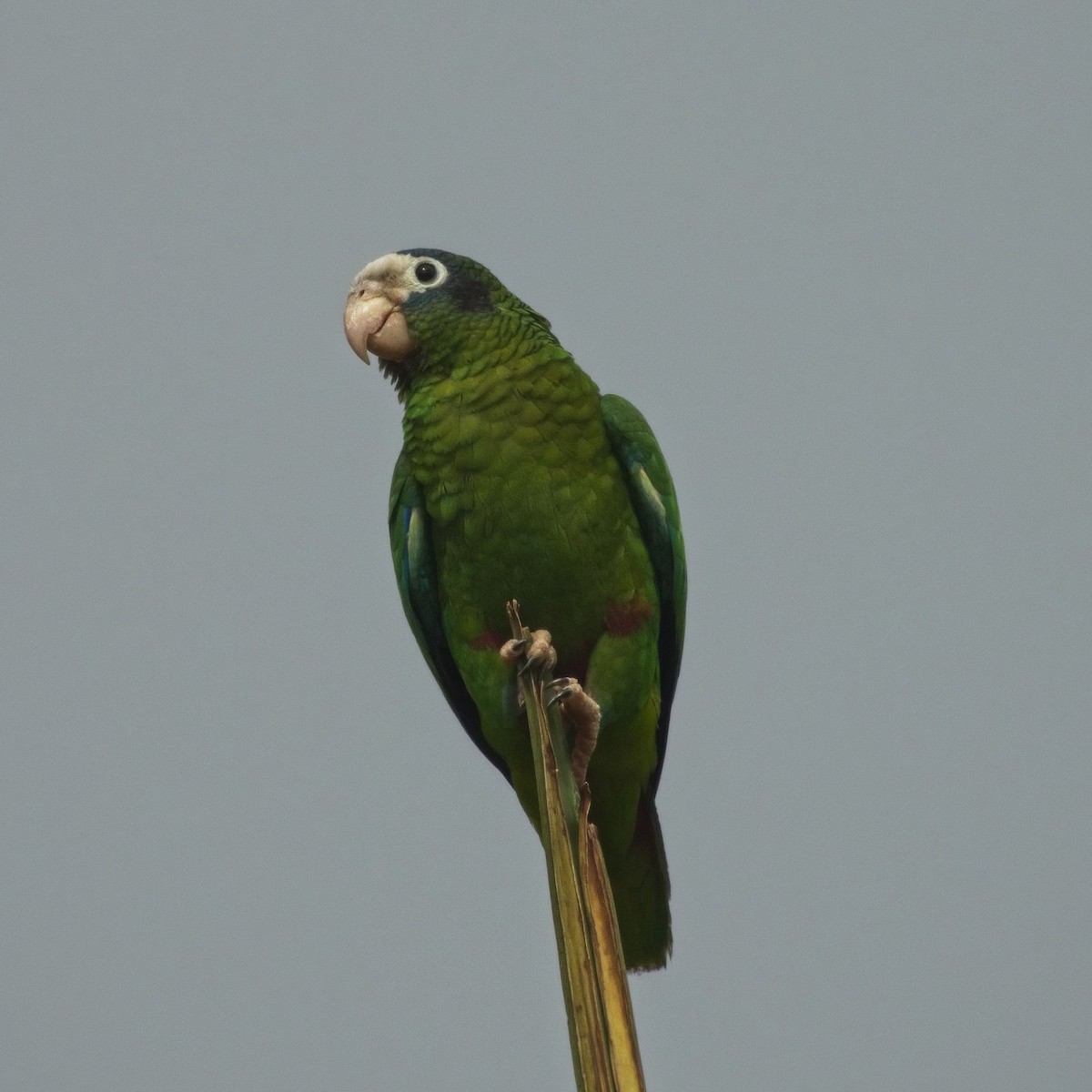Hispaniolan Amazon - ML635193085