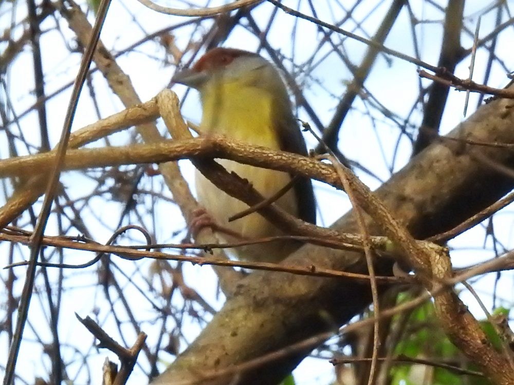 Rufous-browed Peppershrike - ML635193200