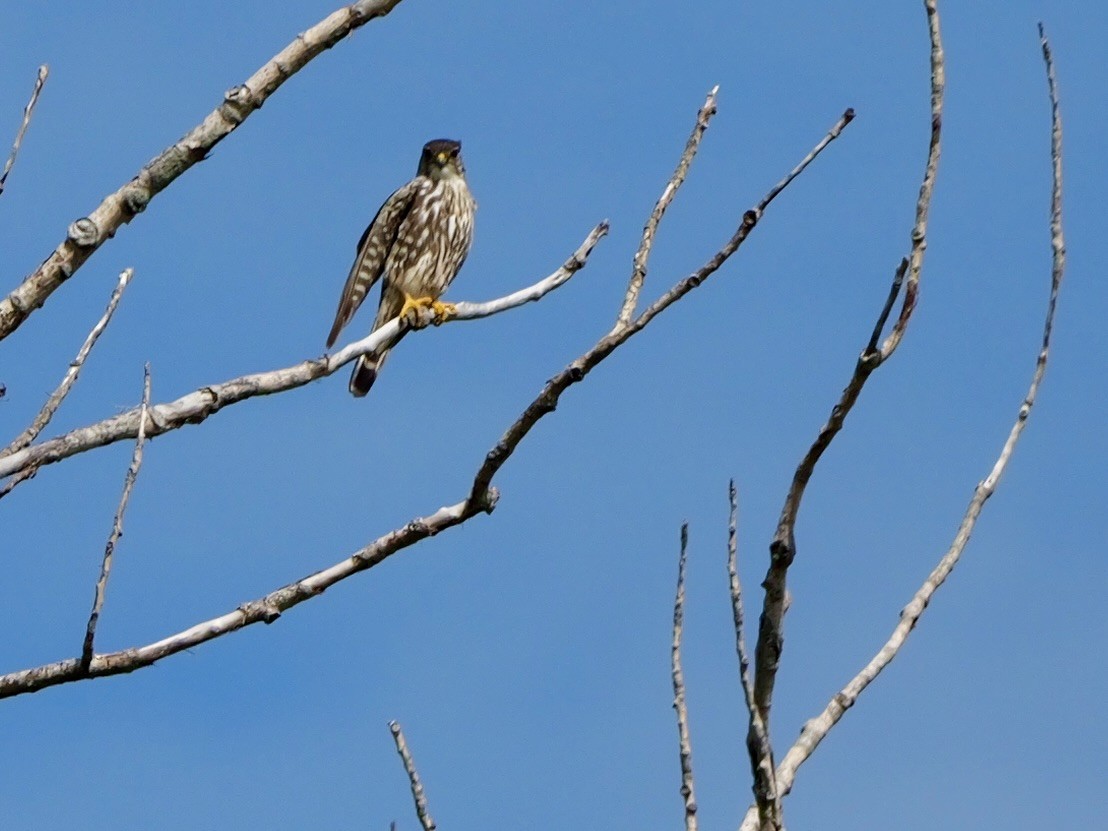 Merlin - ML635193279