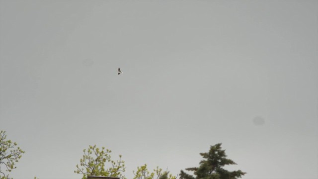 White-tailed Kite - ML635193418