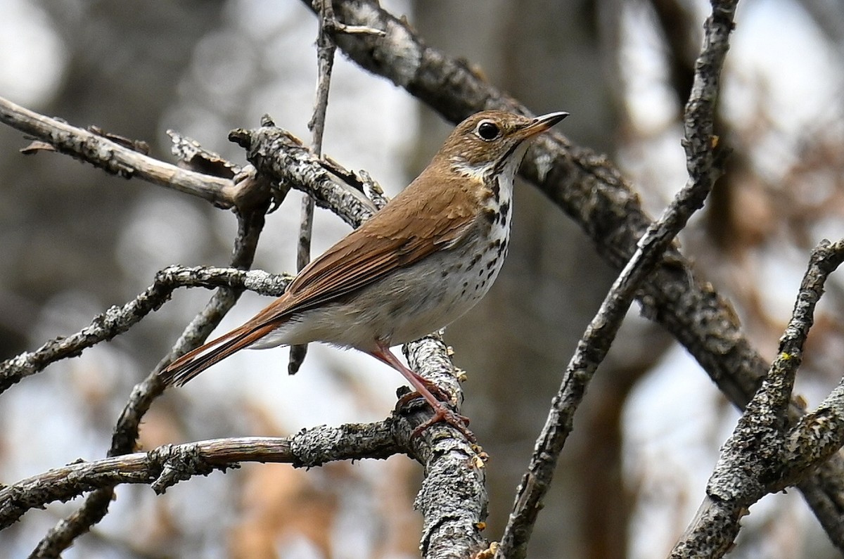 Hermit Thrush - ML635193468
