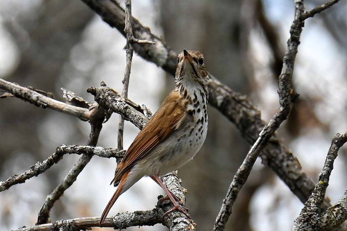 Hermit Thrush - ML635193469