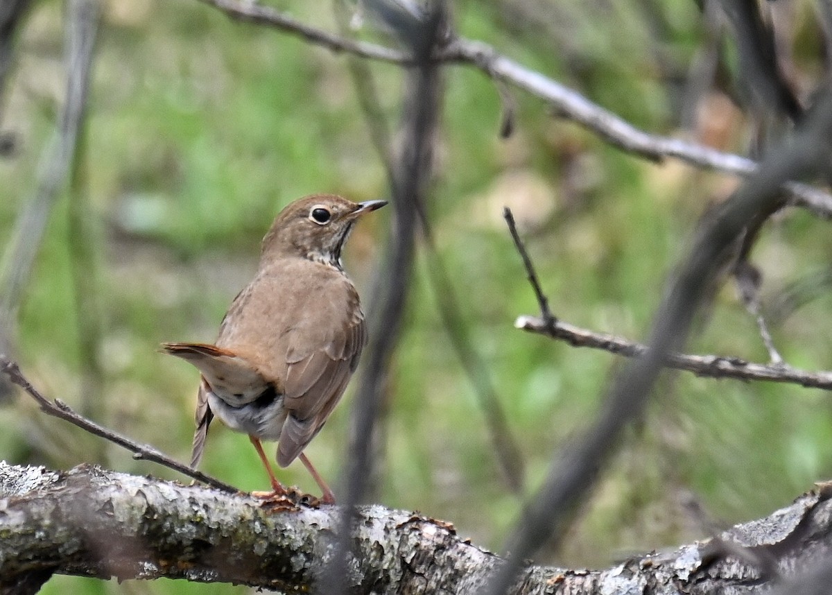 Hermit Thrush - ML635193470