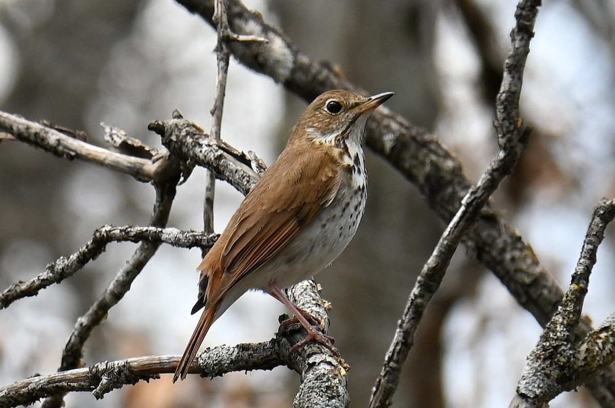 Hermit Thrush - ML635193471