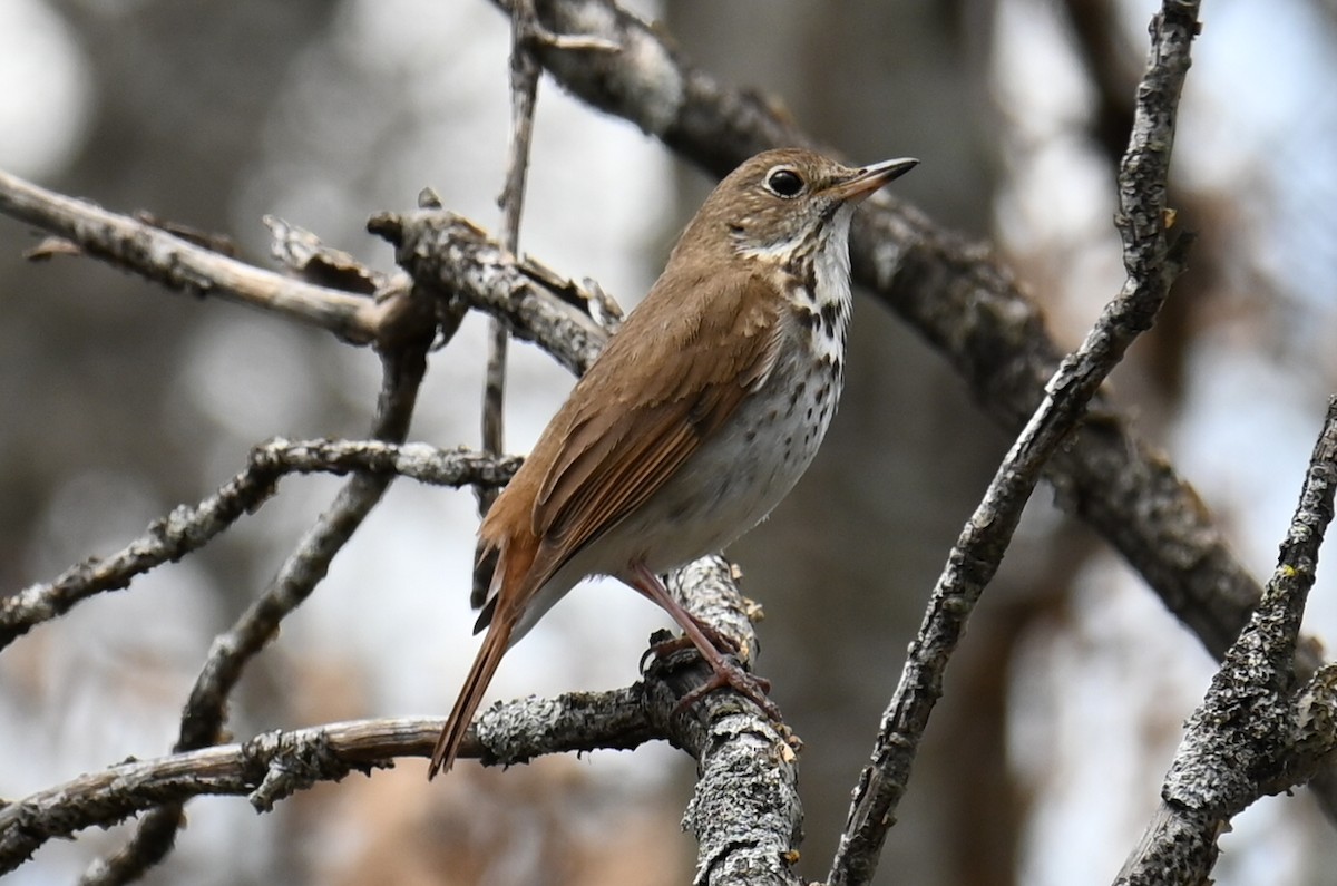 Hermit Thrush - ML635193472