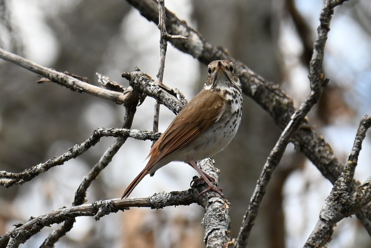 Hermit Thrush - ML635193473