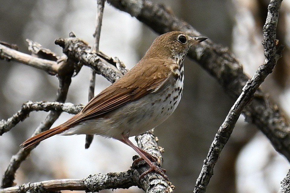 Hermit Thrush - ML635193474