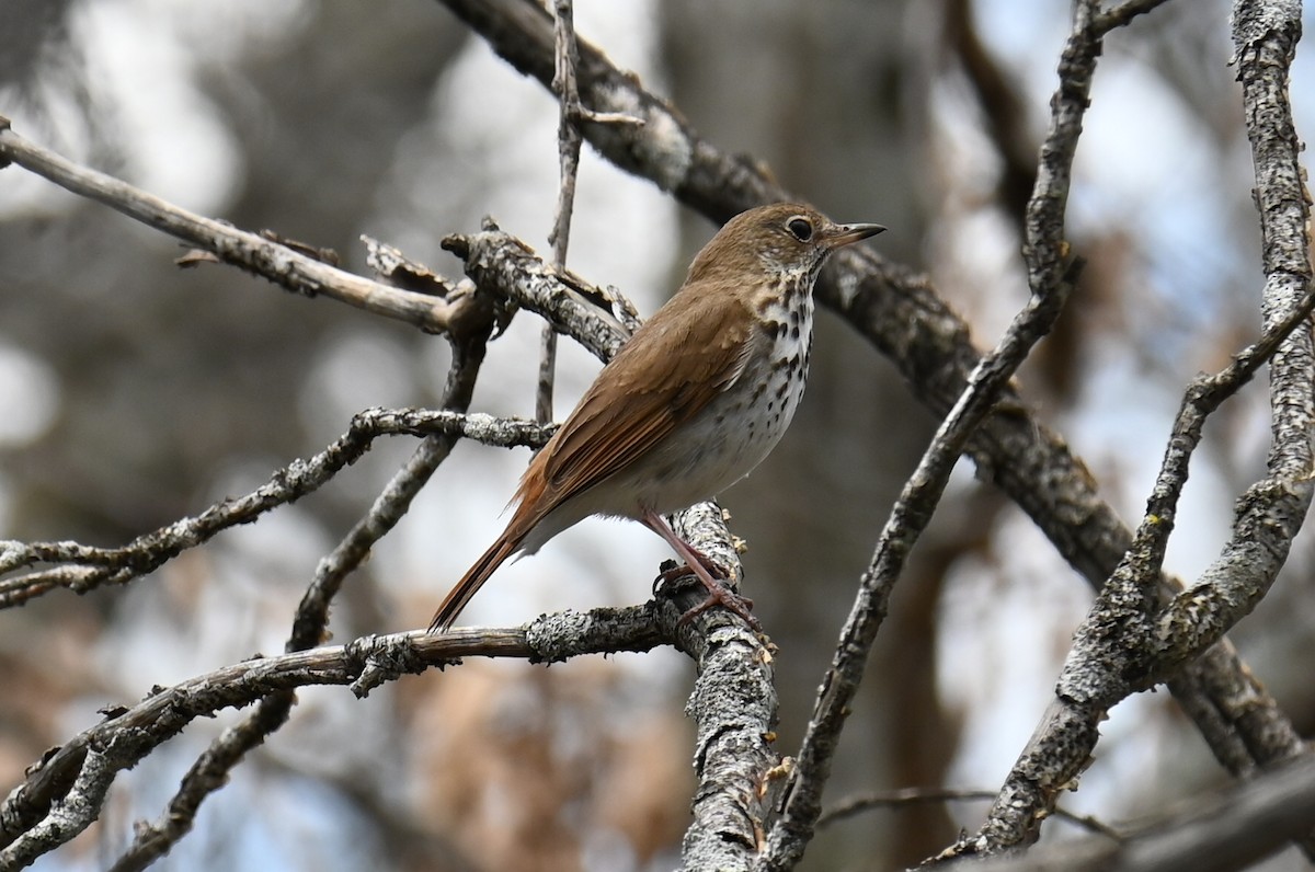 Hermit Thrush - ML635193475