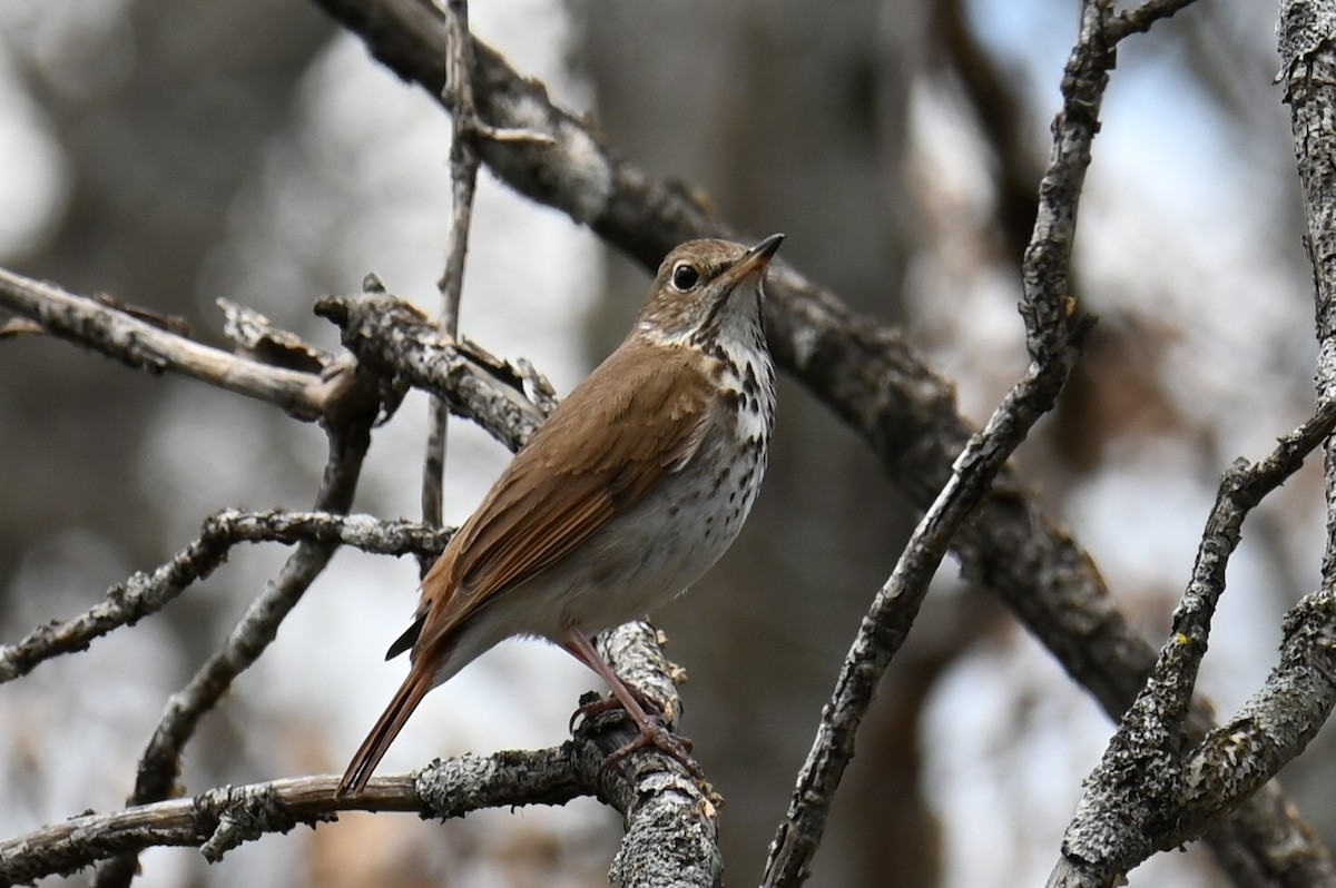 Hermit Thrush - ML635193476