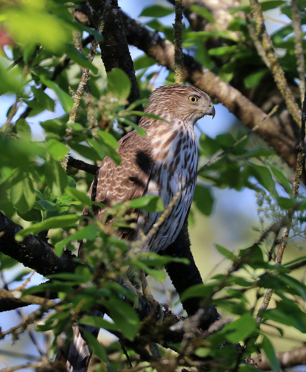 Cooper's Hawk - ML635193480